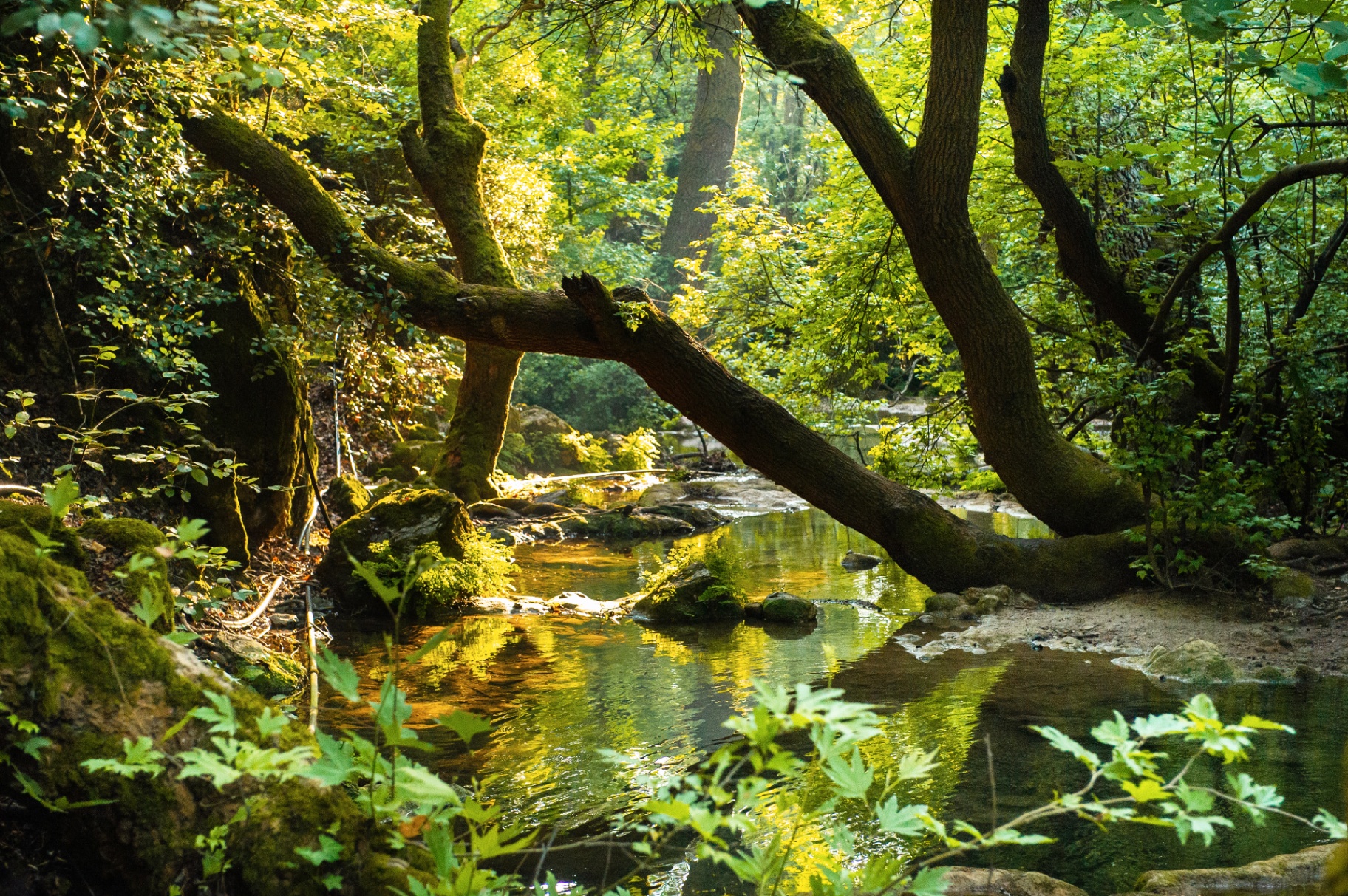 Trauma therapy in Maryland